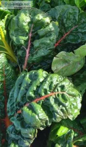 You Have Farmland and I Have Green Thumbs - Let s Sharecrop