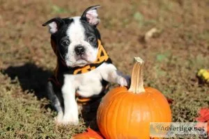 CKC and APRI Boston Terrier Puppies