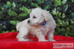 Miniature Schnauzer Puppies