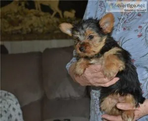Purebred Yorkshire Terrier