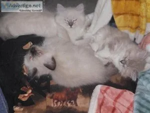 Female Ragdoll Lilac kitten