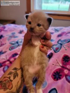 Ragdoll Female Cinnamon mitted