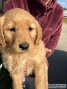 AKC Golden Retriever puppy