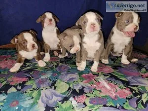 Boston terrier