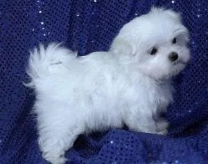 Adorable Maltese Puppies