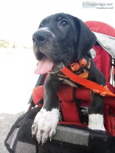 Great Dane