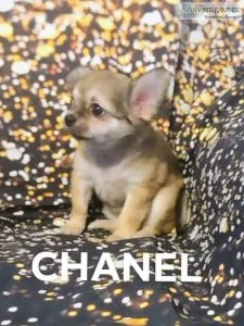 Akc Chihuahuas (Ivy league chihuahuas)