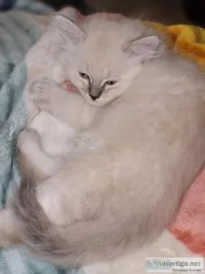 Ragdoll Cinnamon bicolor Female