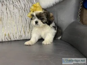 Females Shih Tzu Puppies