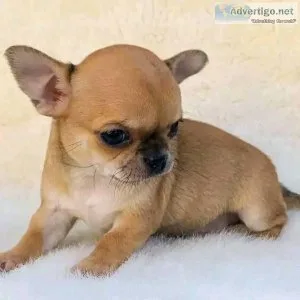 STUNNING CHIHUAHUA PUPS