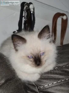 Male Ragdoll Seal Point