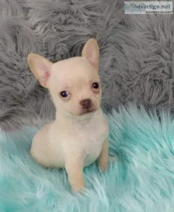 STUNNING CHIHUAHUA PUPS