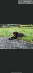 Labrador puppy