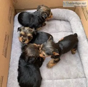 FREE PUPPIES they are pure Yorkies Breed with love We can&rsquot