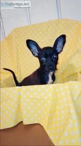 Tiny Chorkie Boy Pup