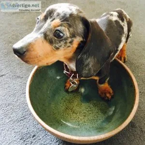two Dapple Dachshund  puppies Available