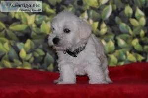Miniature Schnauzer Puppies