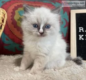 Ragdoll kittens and maine coon kittens