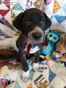 AKC Great Dane Puppy