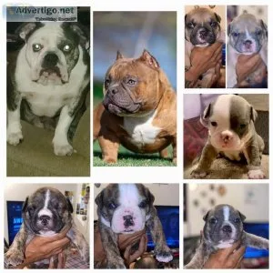 American Bullies full blooded