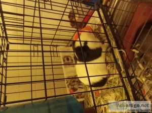 Guinea pig