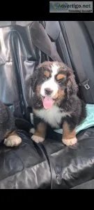 Bernese mountain puppies