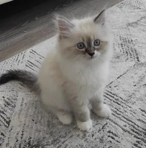 hdfttj Ragdoll Kittens for sale
