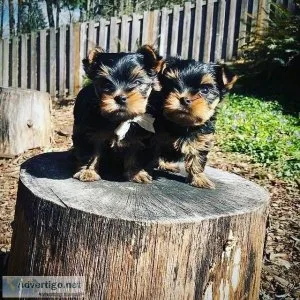 Male and Female Yorkie Puppies