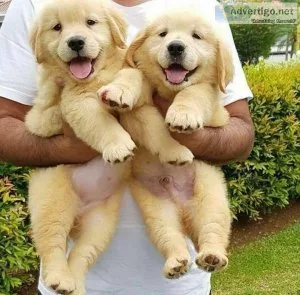 Golden Retriever puppies for sale