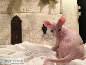 ygjjgg Sphynx Kittens for sale