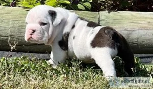 affectionate English Bulldog puppies
