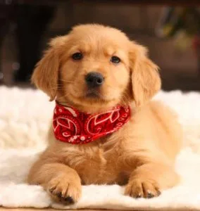 home golden retriever puppies