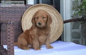 GOLDEN RETRIEVER PUPPIES