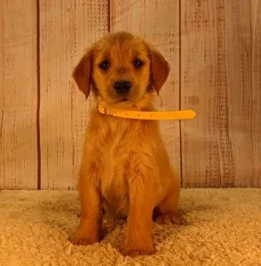 Molly Golden Retriever puppies