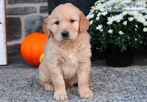 Meet Golden Retriever puppies avail