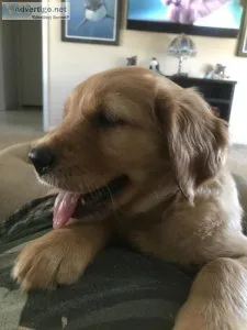 Golden Retriever Puppies
