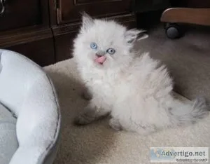 jtffj  Himalayan Kittens for sale
