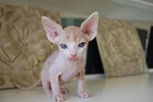 hdrhy Sphynx Kittens for sale