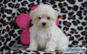 Maltese Puppy