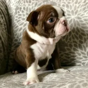 Boston Terrier puppies for sale