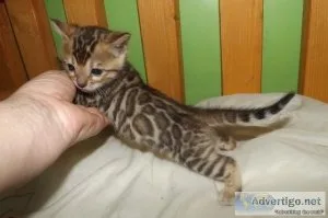 hrdhde Bengal Kittens for sale