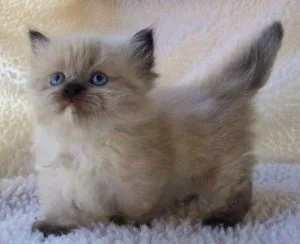 Himalayan Kittens for sale