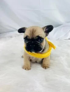 Healthy Gorgeous French bulldog Puppies .