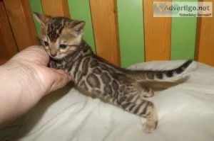 Available Bengal Kittens for sale