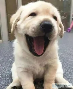 English Cream Golden Retriever Puppy