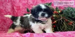 Shih Tzu Puppy