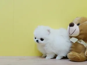 Two Awesome T-Cup Pomeranian Puppies Text Via (719)982-8517