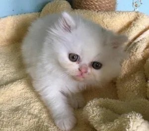Socialize Persian Kittens for sale