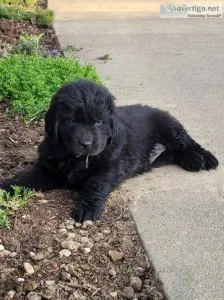 Newfoundland Puppy
