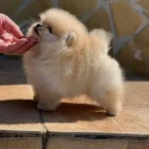 Pomeranian puppies for sale